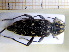  ( - BC-PNEF-PSFOR0143)  @11 [ ] Copyright (2013) Thierry Noblecourt Laboratoire National d'Entomologie Forestière, Quillan, France