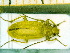  ( - BC-PNEF-PSFOR0168)  @12 [ ] Copyright (2013) Thierry Noblecourt Laboratoire National d'Entomologie Forestière, Quillan, France