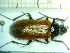  (Omophlus lepturoides - BC-PNEF-PSFOR0190)  @12 [ ] Copyright (2013) Thierry Noblecourt Laboratoire National d'Entomologie Forestière, Quillan, France