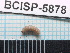  (Pseudobaris sp. cur145SG - SG-2013-117)  @12 [ ] CreativeCommons - Attribution Non-Commercial Share-Alike (2014) Sofia Gripenberg Oxford University