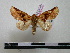  (Apela picturata - BC-PTh0046)  @13 [ ] Copyright (2010) Unspecified Research Collection of Paul Thiaucourt