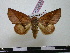  (Apela acutidivisa - BC-PTh0064)  @11 [ ] Copyright (2010) Unspecified Research Collection of Paul Thiaucourt