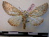  (Hemiceras ovalis - BC-PTh0080)  @14 [ ] Copyright (2010) Unspecified Research Collection of Paul Thiaucourt