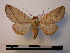  (Hemiceras lissana - BC-PTh0092)  @13 [ ] Copyright (2010) Unspecified Research Collection of Paul Thiaucourt