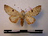  (Hemiceras lissanella - BC-PTh0093)  @14 [ ] Copyright (2010) Unspecified Research Collection of Paul Thiaucourt