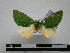  (Moresa ocama - BC-PTh0292)  @13 [ ] Copyright (2010) Unspecified Research Collection of Paul Thiaucourt