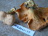  (Cantharellus lateritius - TRTC157305)  @11 [ ] CreativeCommons - Attribution Non-Commercial Share-Alike (2010) Unspecified Royal Ontario Museum