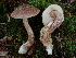  (Leccinum albellum - TRTC157281)  @11 [ ] CreativeCommons - Attribution Non-Commercial Share-Alike (2010) Unspecified Royal Ontario Museum