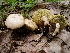  (Boletus pallidus - TRTC157283)  @11 [ ] CreativeCommons - Attribution Non-Commercial Share-Alike (2010) Unspecified Royal Ontario Museum