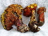  (Boletus cf. luridus - TRTC157264)  @11 [ ] CreativeCommons - Attribution Non-Commercial Share-Alike (2010) Unspecified Royal Ontario Museum