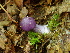  (Cortinarius iodes - TRTC157267)  @11 [ ] CreativeCommons - Attribution Non-Commercial Share-Alike (2010) Unspecified Royal Ontario Museum