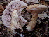  (Tylopilus felleus - TRTC157269)  @11 [ ] CreativeCommons - Attribution Non-Commercial Share-Alike (2010) Unspecified Royal Ontario Museum