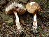  (Porphyrellus gracilis - TRTC157274)  @11 [ ] CreativeCommons - Attribution Non-Commercial Share-Alike (2010) Unspecified Royal Ontario Museum