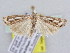  (Catoptria dimorphellus - BC ZSM Lep 61632)  @14 [ ] CreativeCommons - Attribution Non-Commercial Share-Alike (2010) Zoologische Staatssammlung Muenchen SNSB, Zoologische Staatssammlung Muenchen