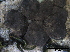  (Hypoxylon porphyreum - O-F247795)  @11 [ ] CreativeCommons - Attribution Non-Commercial Share-Alike (2013) Teppo Rama Norwegian Institute for Nature Research (NINA)