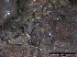  (Strigula cf. taylorii - O-F247838)  @11 [ ] CreativeCommons - Attribution Non-Commercial Share-Alike (2013) Teppo Rama Norwegian Institute for Nature Research (NINA)