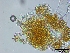  (Hypocreopsis riccioidea - O-F75356)  @11 [ ] CreativeCommons - Attribution Non-Commercial Share-Alike (2013) Teppo Rama Norwegian Institute for Nature Research (NINA)