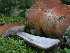 (Leccinum sp - 157410)  @11 [ ] CreativeCommons - Attribution Non-Commercial Share-Alike (2010) Unspecified Royal Ontario Museum