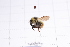  (Bombus impetuosus - 20QHBb-044)  @11 [ ] CreativeCommons  Attribution Non-Commercial Share-Alike (2030) Unspecified China Agricultural University