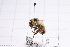  (Bombus lepidus - 20QHBb-202)  @11 [ ] CreativeCommons  Attribution Non-Commercial Share-Alike (2030) Unspecified China Agricultural University