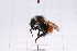  (Bombus supremus - 20QHBb-251)  @11 [ ] CreativeCommons  Attribution Non-Commercial Share-Alike (2030) Unspecified China Agricultural University