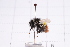  (Bombus lemniscatus - 20QHBb-351)  @11 [ ] CreativeCommons  Attribution Non-Commercial Share-Alike (2030) Unspecified China Agricultural University