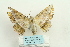  ( - ARB00026196)  @12 [ ] Copyright  SCDBC-KIZ-CAS, Imaging group Kunming Institute of Zoology, CAS