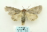  (Pseudosomera - ARB00028043)  @14 [ ] Copyright  SCDBC-KIZ-CAS, Imaging group Kunming Institute of Zoology, CAS