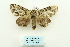  (Acronicta hercules - ARB00028044)  @14 [ ] Copyright  SCDBC-KIZ-CAS, Imaging group Kunming Institute of Zoology, CAS