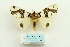  (Numenes patrana - ARB00028146)  @14 [ ] Copyright  SCDBC-KIZ-CAS, Imaging group Kunming Institute of Zoology, CAS