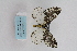  (Abraxas sp. 5000 - ARB00009164)  @13 [ ] Copyright (2012) SCDBC-KIZ-CAS, Imaging group Kunming Institute of Zoology, CAS