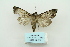  ( - ARB00009963)  @13 [ ] Copyright  SCDBC-KIZ-CAS, Imaging group Kunming Institute of Zoology, CAS