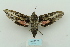  ( - ARB00010188)  @12 [ ] Copyright  SCDBC-KIZ-CAS, Imaging group Kunming Institute of Zoology, CAS
