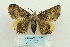  (Daddala quadrisignata - ARB00024126)  @13 [ ] Copyright  SCDBC-KIZ-CAS, Imaging group Kunming Institute of Zoology, CAS