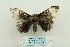  (Numenes albofascia - ARB00024140)  @13 [ ] Copyright  SCDBC-KIZ-CAS, Imaging group Kunming Institute of Zoology, CAS