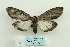  (Macrobrochis fukiensis - ARB00024632)  @13 [ ] Copyright  SCDBC-KIZ-CAS, Imaging group Kunming Institute of Zoology, CAS