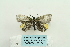  (Eumorphiopais - ARB00024645)  @12 [ ] Copyright  SCDBC-KIZ-CAS, Imaging group Kunming Institute of Zoology, CAS