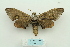  (Daphnusa sinocontinentalis - ARB00024763)  @14 [ ] Copyright  SCDBC-KIZ-CAS, Imaging group Kunming Institute of Zoology, CAS