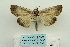  (Westermannia superba - ARB00024861)  @13 [ ] Copyright  SCDBC-KIZ-CAS, Imaging group Kunming Institute of Zoology, CAS
