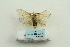  (Nygmia inornata - ARB00025293)  @13 [ ] Copyright  SCDBC-KIZ-CAS, Imaging group Kunming Institute of Zoology, CAS