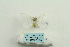  (Leucoma chrysoscela - ARB00025318)  @11 [ ] Copyright  SCDBC-KIZ-CAS, Imaging group Kunming Institute of Zoology, CAS