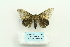  (Lymantria capnodes - ARB00025778)  @14 [ ] Copyright  SCDBC-KIZ-CAS, Imaging group Kunming Institute of Zoology, CAS