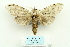  ( - ARB00025889)  @15 [ ] Copyright  SCDBC-KIZ-CAS, Imaging group Kunming Institute of Zoology, CAS