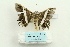  ( - ARB00026004)  @12 [ ] Copyright  SCDBC-KIZ-CAS, Imaging group Kunming Institute of Zoology, CAS