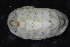  (Ischnochiton sp. AETG1 - ECOSUR-OH-M0001)  @11 [ ] CreativeCommons  Attribution Non-Commercial (by-nc) (2016) Unspecified Unspecified