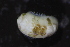  (Ischnochiton sp. AETG3 - ECOSUR-OH-M0003)  @11 [ ] CreativeCommons  Attribution Non-Commercial (by-nc) (2016) Unspecified Unspecified