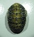  (Chiton albolineatus - ECOSUR-OH-M0045)  @11 [ ] CreativeCommons  Attribution Non-Commercial (by-nc) (2016) Unspecified Unspecified