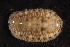  (Chiton tuberculatus - ECOSUR-OH-M0220)  @11 [ ] CreativeCommons  Attribution Non-Commercial (by-nc) (2017) Unspecified Unspecified