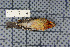  ( - MTD C 63198)  @13 [ ] Copyright (2013) Patrick Strutzenberger Senckenberg Natural History Collections Dresden