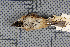  (Poecile montanus - MTD C 48361)  @11 [ ] Copyright (2014) Senckenberg Natural History Collections Dresden Senckenberg Natural History Collections Dresden